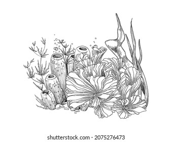 Underwater plants or seaweeds hand drawn sketch vector illustration isolated on white background. Coral ocean reef decorative element in engraving style.