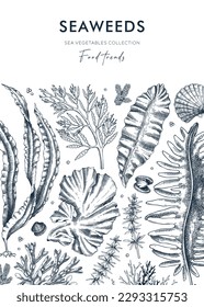 Plantas subacuáticas de marco vectorial. Tarjeta de algas comestibles o invitación con algas hechas a mano. Kelp, kombu, wakame, hijiki, ilustraciones botánicas de musgo irlandés. Diseño de ingredientes alimentarios saludables 