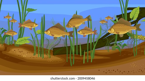 Underwater pond landscape with carps