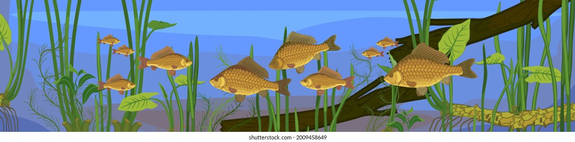 Underwater pond landscape with carps, driftwood and aquatic plants