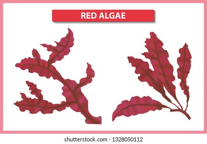 Underwater red algae on white background. Seaweed elements vector illustration.