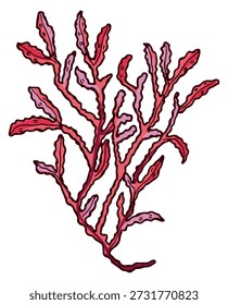 Algas vermelhas subaquáticas. Desenho de cores de botânica tropical