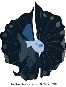 underwater a ridiculously stunning deep water tripodfish showing