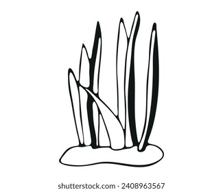 Underwater sea plant. Vector illustration isolated on white background.