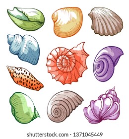 Underwater and sea tropical shells, bright hand drawn set. Aquatic marine beach, ocean reef decoration. Vector shells illustration