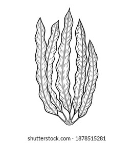 Underwater sea weed, laminaria spirulina seaweed vector. Ocean doodle hand drawn illustration, isolated on white. Superfood object. Organic healthy food sketch.