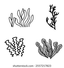 Underwater sea weed, laminaria spirulina seaweed sketch icon.