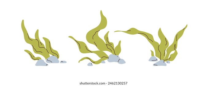 Underwater sea weeds set. Green leaf algae. Marine plants, seaweed leaves and stones. Under water undersea aquatic grass, laminaria, spirulina. Flat vector illustration isolated on white background