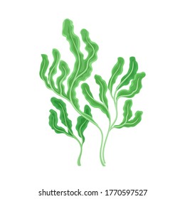 Underwater Seaweed or Algae Growing on the Ocean Bottom Vector Illustration