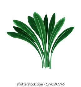 Underwater Seaweed or Algae Growing on the Ocean Bottom Vector Illustration