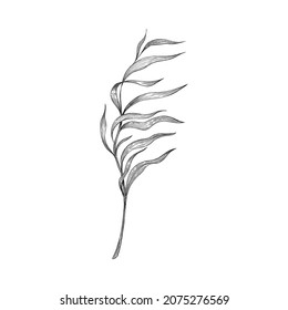 Underwater seaweed single branch, sketch vector illustration isolated on white background. Coral reef and sea bottom flora decorative hand drawn element.