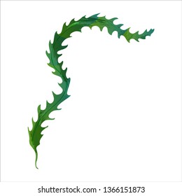 Underwater seaweed spirulina, aquatic marine algae plant vector Illustration