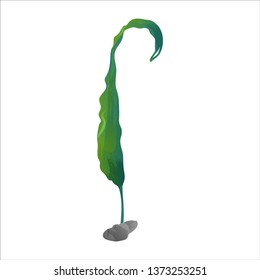 Underwater seaweed spirulina, aquatic marine algae plant vector Illustration