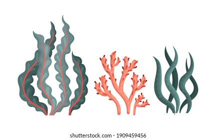Underwater Seaweeds or Algae Growing on the Ocean Bottom Vector Set