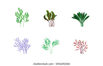 Underwater Seaweeds or Algae Growing on the Ocean Bottom Vector Set