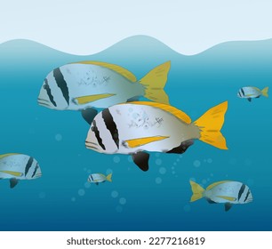 underwater sightings, fish swimming in the sea in the background of Balakang Biru