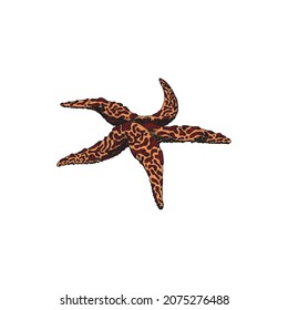 Underwater Starfish nautical mollusk, hand drawn vintage style vector illustration isolated on white background. Sea or ocean five-finger marine starfish.