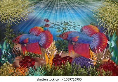 Underwater tropical card with red and blue betta fish, vector illustration