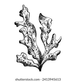 Underwater world clipart with a branch of sea corals. Graphic illustration hand drawn in black ink. Isolated object EPS vector.