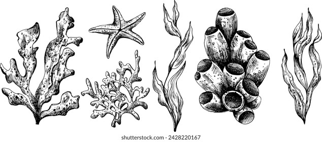 Underwater world clipart with sea animals coral and algae. Graphic illustration hand drawn in black ink. A set of isolated elements EPS vector