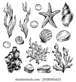 Underwater world clipart with sea animals whale, turtle, octopus, seahorse, starfish, shells, coral and algae. Graphic illustration hand drawn in black ink. Set of isolated objects EPS vector.