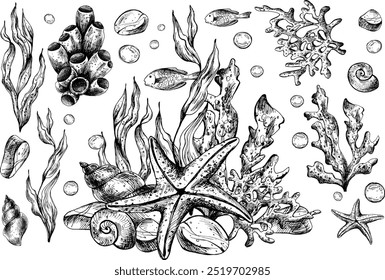 Unterwasserwelt Clipart mit Meerestieren Seesterne, Muscheln, Korallen und Algen. Handgezeichnete Aquarellgrafik. Gruppe von Elementen einzeln auf dem Hintergrund