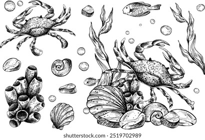 Underwater world clipart with sea animals crab, shells, coral and algae. Graphic illustration hand drawn in black ink. Set of isolated objects EPS vector.