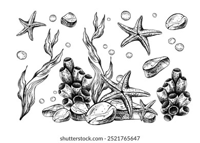 Underwater world clipart with sea animals starfish, pebbles, coral, sponge and algae. Graphic illustration hand drawn in black ink. Set of isolated objects EPS vector.