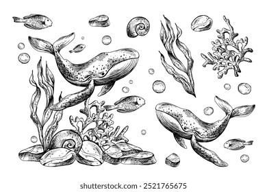 Clipart mundo subaquático com animais marinhos baleia, peixes, conchas, coral e algas. Mão de ilustração gráfica desenhada a tinta preta. Conjunto de objetos isolados do vetor EPS.