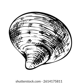 Underwater world clipart with seashell. Graphic illustration hand drawn in black ink. Isolated object EPS vector