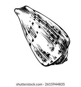 Underwater world clipart with seashell. Graphic illustration hand drawn in black ink. Isolated object EPS vector