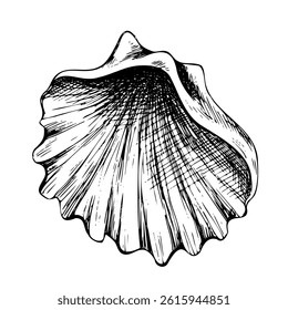 Underwater world clipart with seashell. Graphic illustration hand drawn in black ink. Isolated object EPS vector