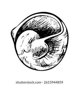 Underwater world clipart with seashell. Graphic illustration hand drawn in black ink. Isolated object EPS vector