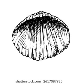 Underwater world clipart with seashell. Graphic illustration hand drawn in black ink. Isolated single object EPS vector