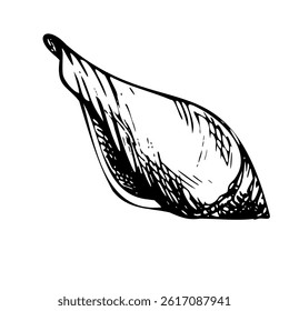 Underwater world clipart with seashell. Graphic illustration hand drawn in black ink. Isolated object EPS vector, clip art