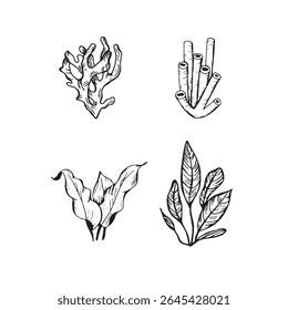 Clipart mundo subaquático com conchas, coral e algas. Mão de ilustração gráfica desenhada a tinta preta. Conjunto de objetos isolados