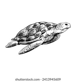 El mundo subacuático clípedo con la tortuga. Ilustración gráfica dibujada a mano con tinta negra. Vector EPS de objeto aislado.