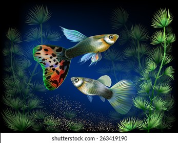 The underwater world of fish and plants 