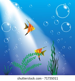 The underwater world: plants, fishes, bubbles