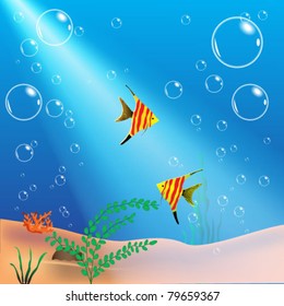 The underwater world: plants, fishes, bubbles