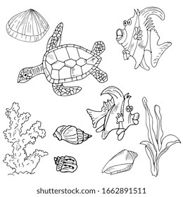 underwater world set hand drawing. Fish, shells, corals, algae, turtle. Elements for marine design. Outline, sketch.