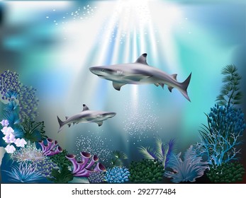 The Underwater World With Sharks And Plants 