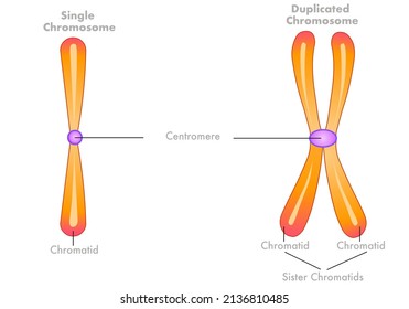 Unduplicated single, duplicated  Chromosomes diagram. Sister Chromatids structure. Homologous pair, centromere.  With duplication, interphase. Yellow orange draw. Biology, genetic illustration vector