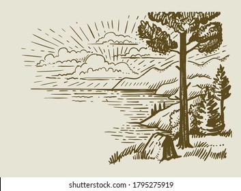 uneven pine tree stands on ground 