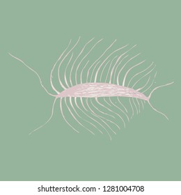 unicellular organism. bacterium. microbe. realistic image