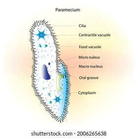 327 Elongated cell Images, Stock Photos & Vectors | Shutterstock