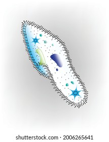 A unicellular organism, mostly found in a freshwater environment which belong to oligohymenophorea class and paramecildae family. elongated oval shape with rounded or pointed ends.