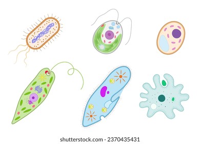 Unicellular organisms. Bacterium, Chlamydomonas, Yeast, Euglena, Paramecium,  Amoeba.