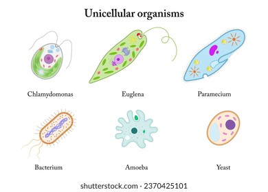 Unicellular organisms. Chlamydomonas, Euglena, Paramecium, Bacterium, Amoeba, Yeast.