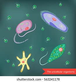 Unicellular schemes set -  algae , amoeba, euglena , paramecium caudatum . Vector .